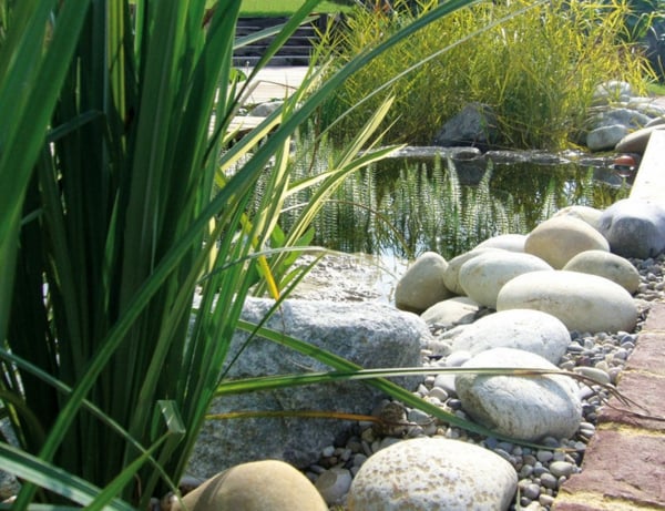 piscine-naturelle-plantes-épuration piscine naturelle dans le jardin