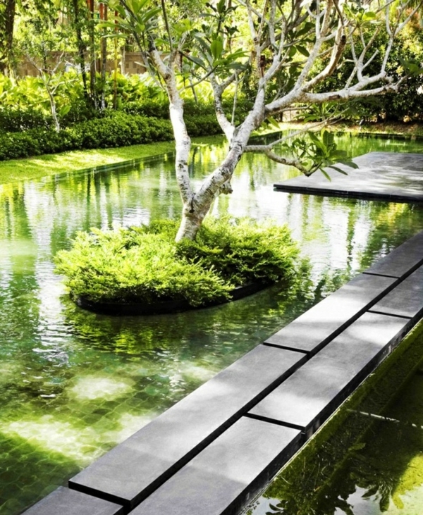 piscine-naturelle-plantes-bassin-natation piscine naturelle dans le jardin