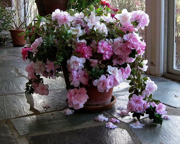 plantes de maison azalée-belle-floraison