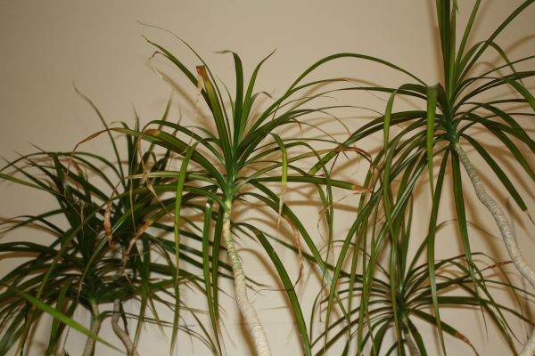 plantes de maison dracaena-marginata
