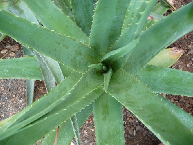 plantes-de-maison-purifier-air-aloé-véra