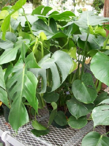 plantes-de-maison-purifier-air-philodendron