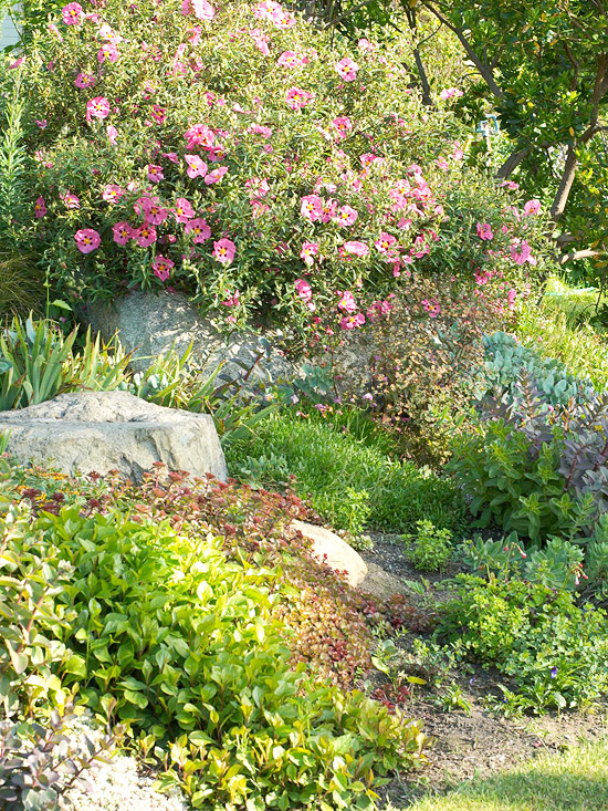 plantes-luxuriantes-jardin-de-rocaille-arbustres