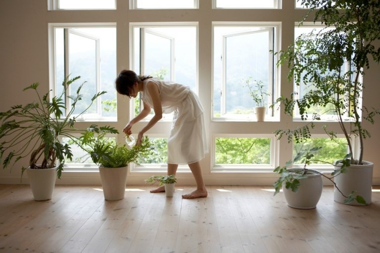 plantes-maison-air-parquet-massif-déco-vie