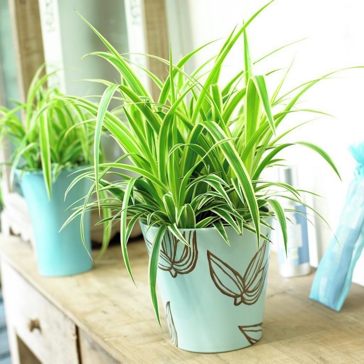 plantes-maison-chlorophytum-pot-céramque-bleu-ciel-motifs