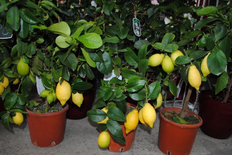 plantes-maison-citron-pots-argile
