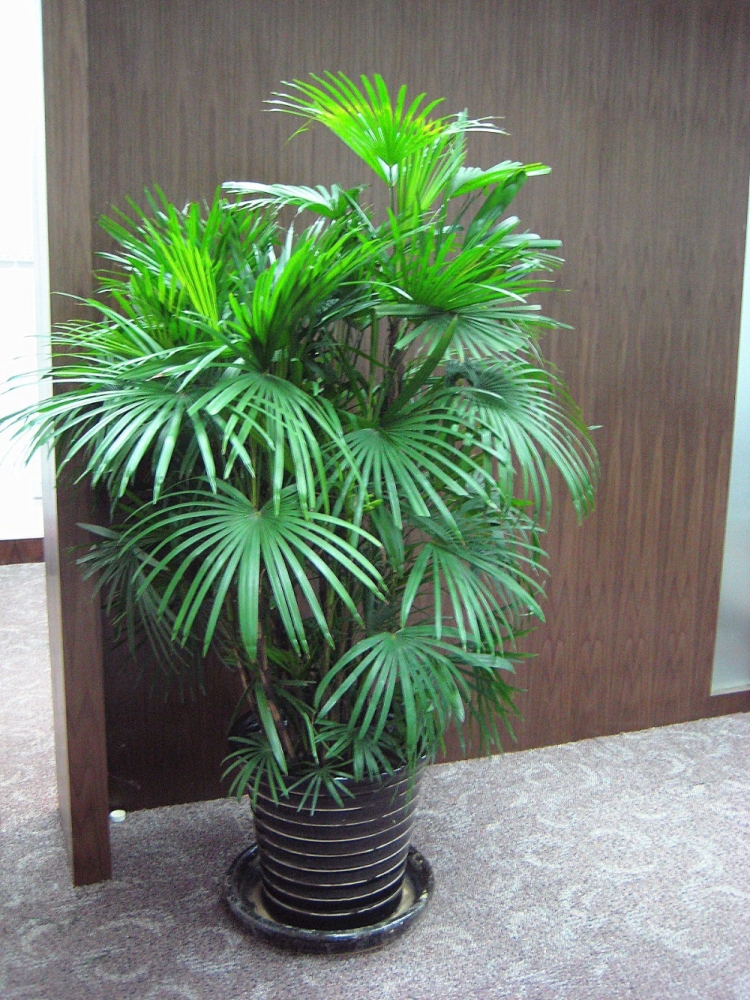 plantes-maison-palmier-bambou-pot-noir