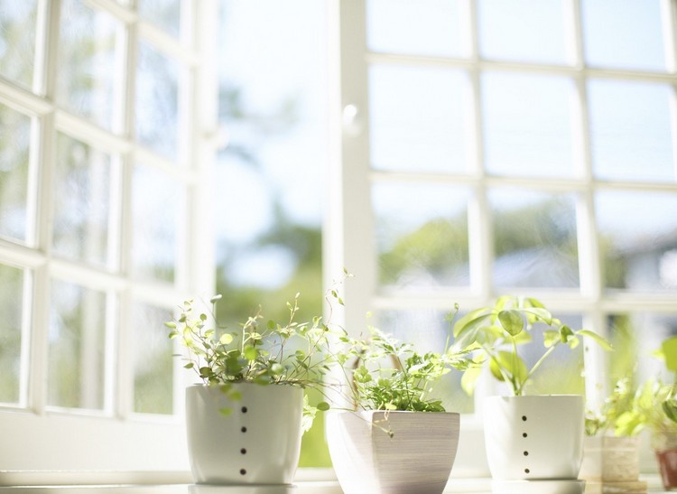 plantes de maison vertes-pots-céramique-blanche-déco-fraîche