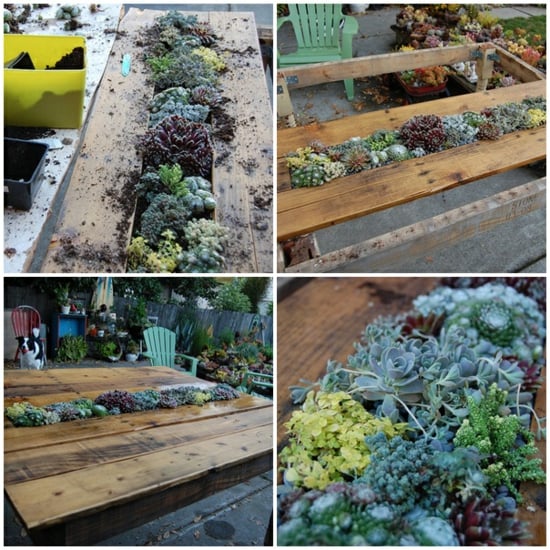 table de jardin en palettes bois-poncé-bricolage-plantes-incorporées
