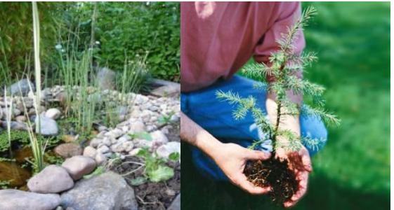 épicéa-plantation-pierres-décoratives-pour-aménager-votre-jardin