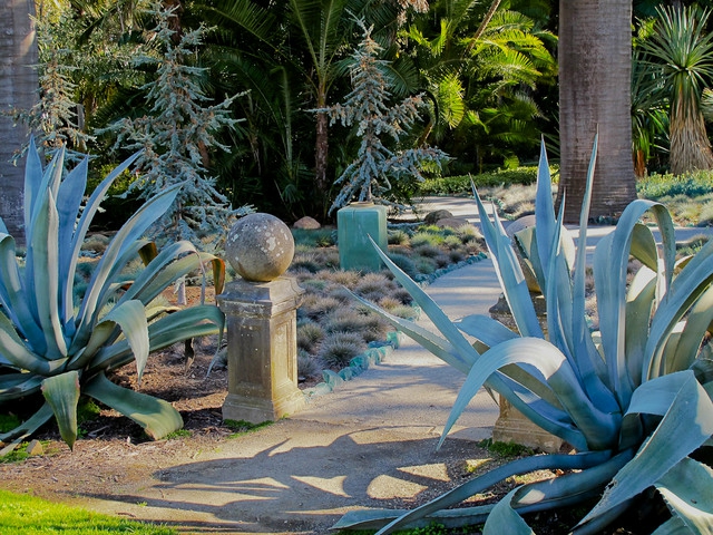 agave bleu design-jardin-moderne-plantes-résistantes