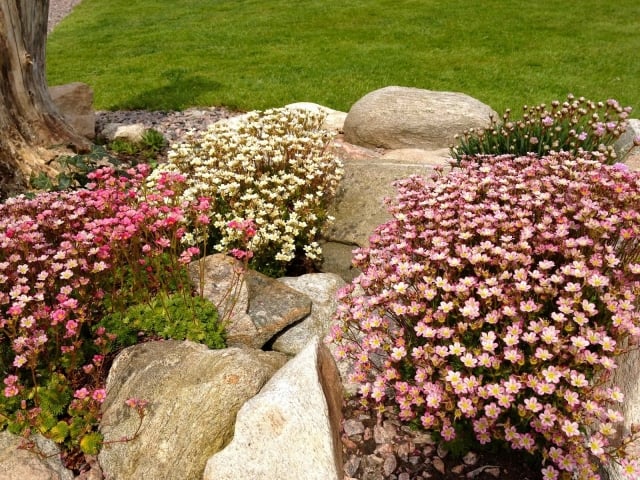 aménagement jardin de rocaille fleurs-roses-blanches