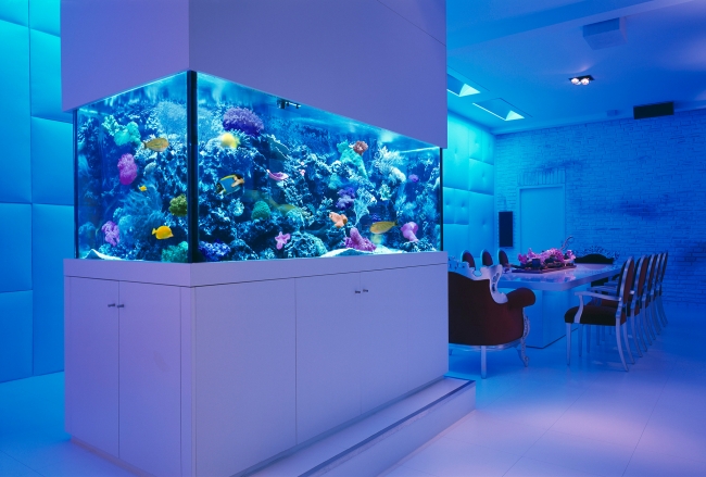 aquarium-intégré-salon-idées-éclairage-bleu aquarium dans le salon