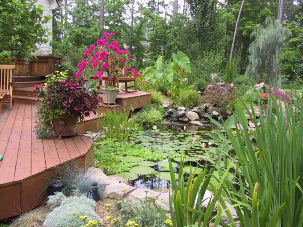 bassin-de-jardin-nenuphars-plantes-couleurs-vives