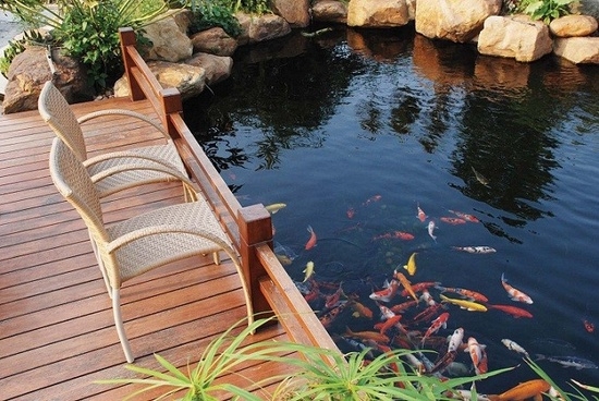 bassin de jardin sol-plancher-pierres-poissons