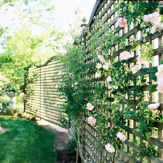 brise-vue-installer-jardin-intimité-treillis-bois-rosiers