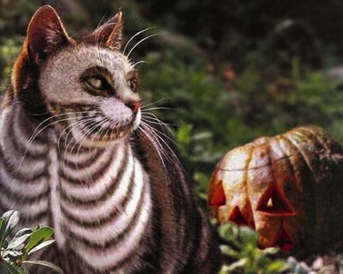 costumes-Halloween-drôles-chat-squelette