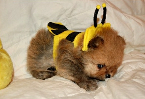 costumes-Halloween-drôles-chien-bébé-abeille