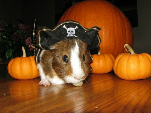 costumes-Halloween-drôles-pirate-cobaye