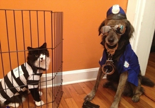 costumes-Halloween-drôles-agent-policier-chien-chat-criminel