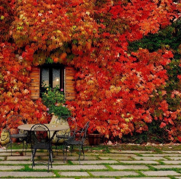 décoration-extérieur-automnale-idées-grand-arbre-feuilles-rouges