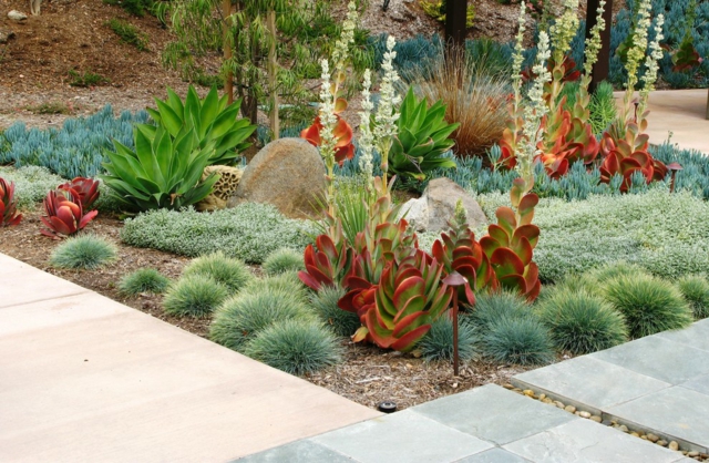 design du jardin moderne fétuque-plantes-succulentes