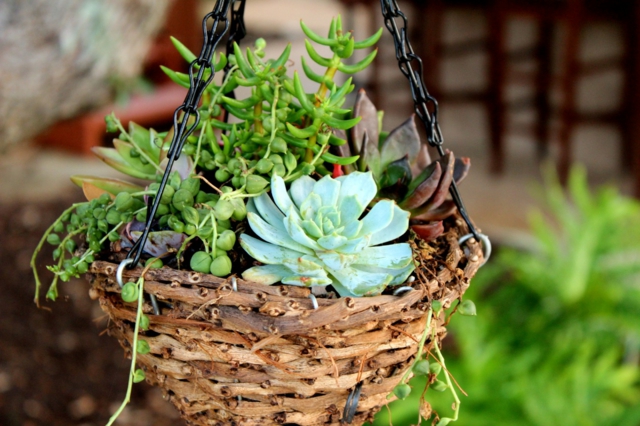 idée-mini-jardin-suspendu-balcon-plantes-succulentes-panier