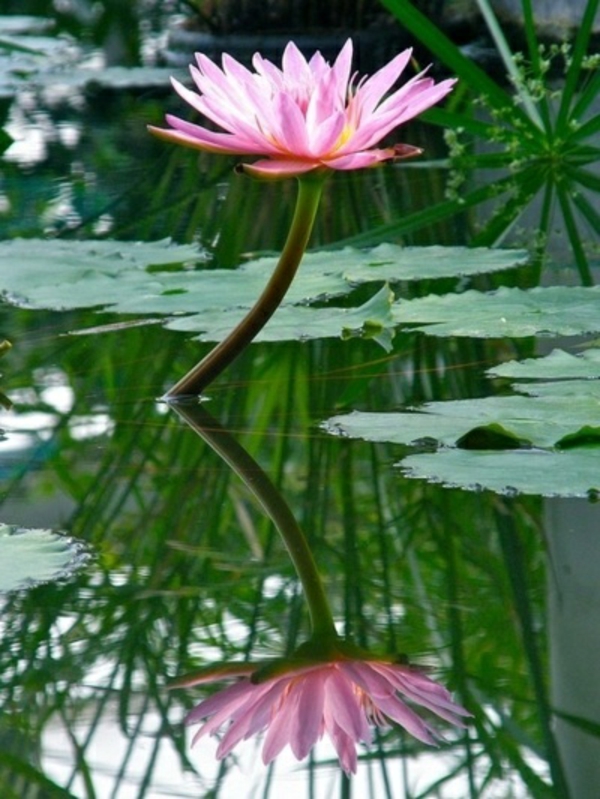 idée-bassin-de-jardin-belle-fleurs