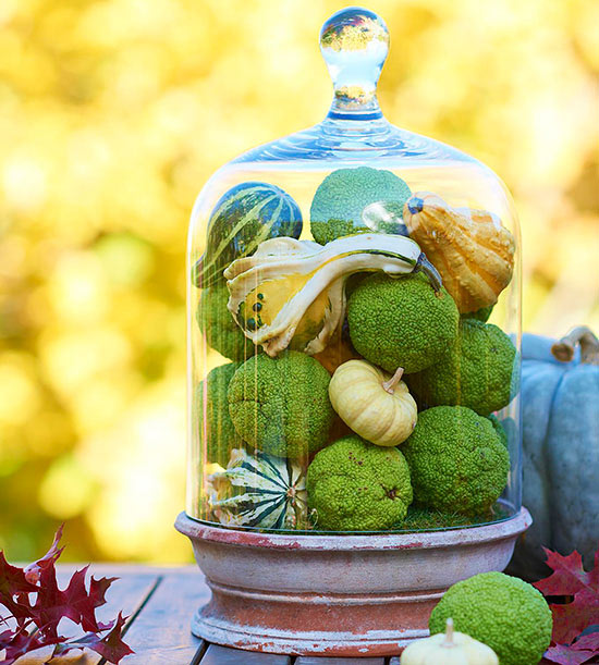 idée-originale-décoration-dautomne-cloche-de-verre-petites-citrouilles