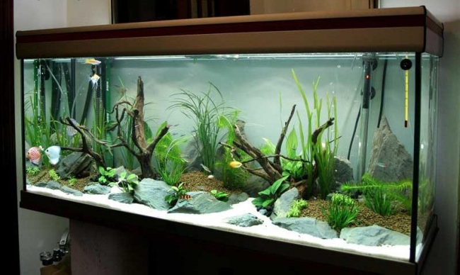 idées-aquarium-salon-design-moderne-poissons