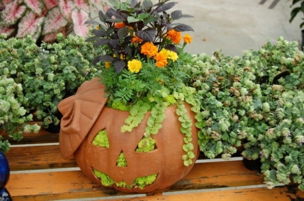 idées-décoration-table-automnale-citrouilles-plantes-vertes