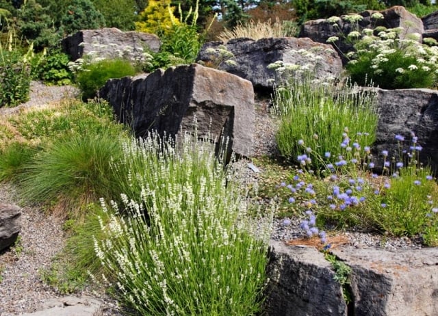 jardin de rocaille herbes-grandes-pierres-plantes