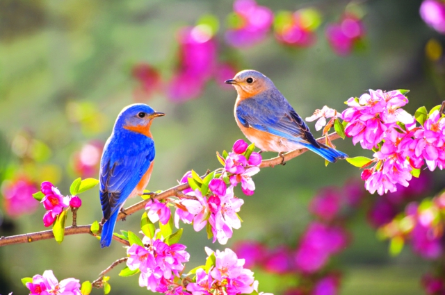 jardin-printemps-aménagement-jardinage-idées-oiseauxn