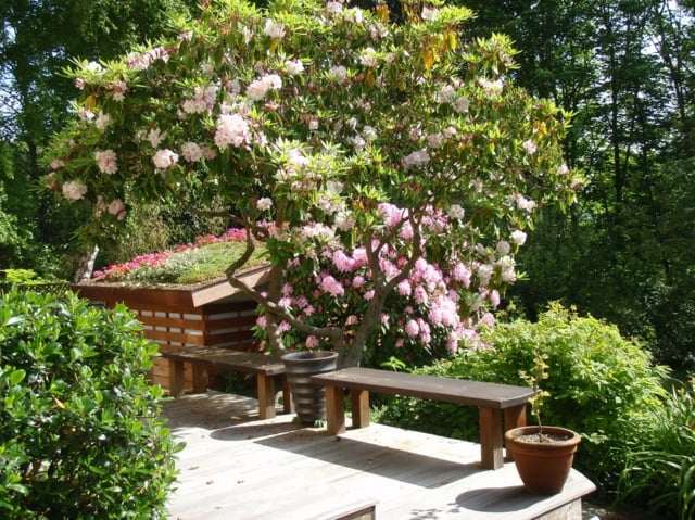 jardin-printemps-aménagement-jardinage-idées-rosier