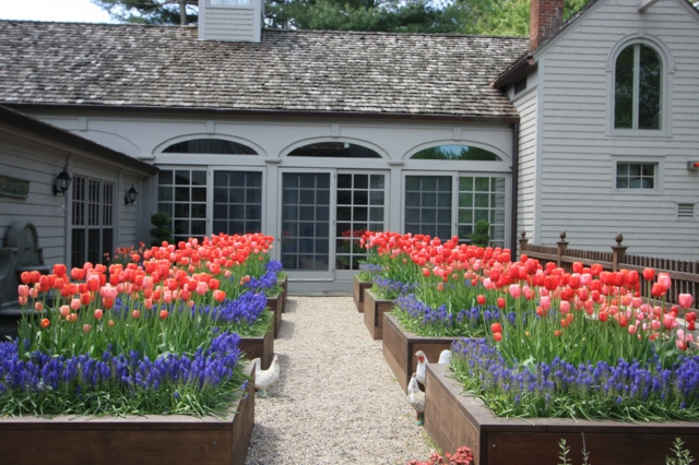 jardin-printemps-aménagement-jardinage-idées-tulipes-parterres-