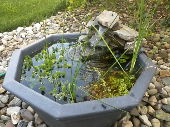 mini-bassin-forme-géometrique-petits-galets-plantes
