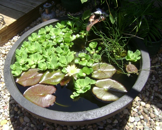 mini bassin forme-ronde-nénuphare-plantes