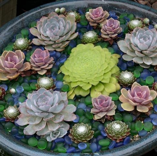 mini bassin plantes-fleurs-seau-rond