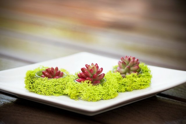 mini-jardin-design-moderne-plantes-succulentes