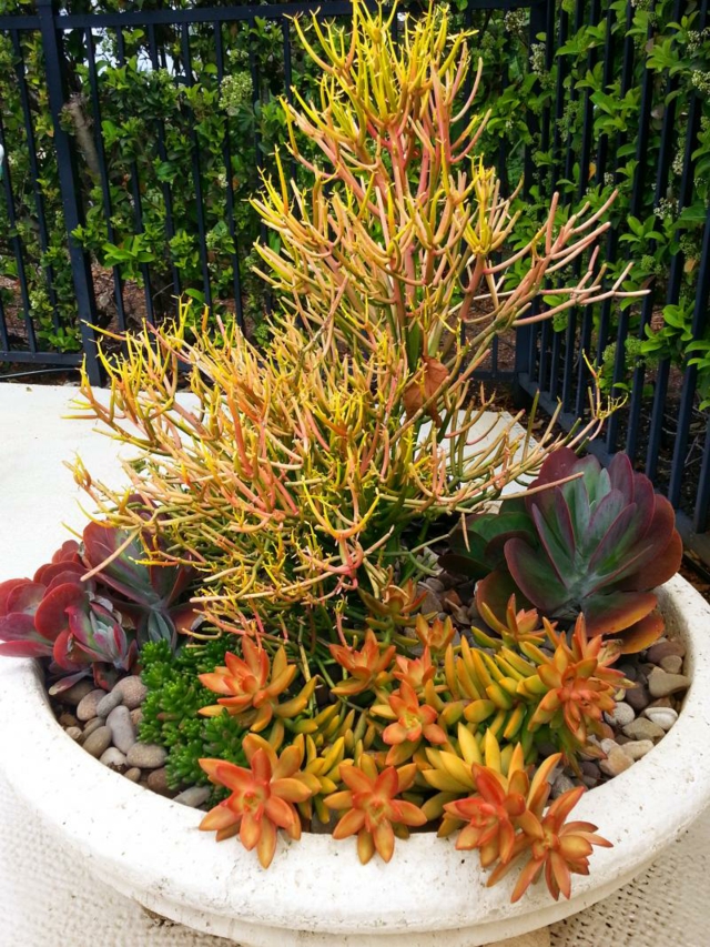 mini-jardin-pot-balcon-rocaille-espèces-succulentes