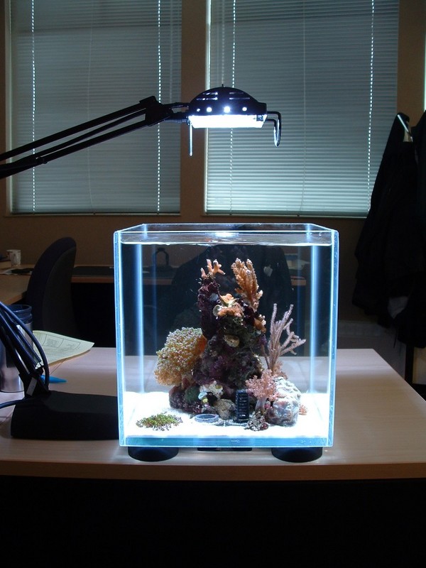 moderne-aquarium-idées-salon-petit-décoratif