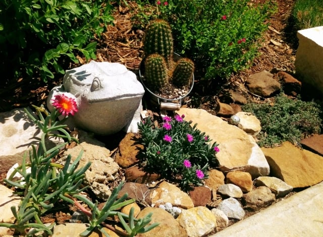 moderne jardin de rocaille cactus-fleurs-grenouille
