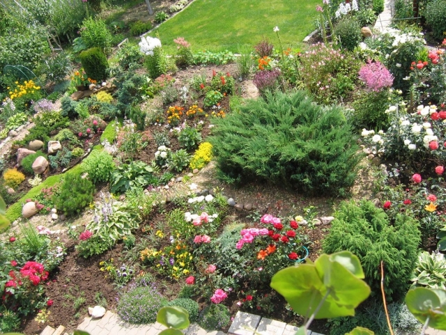 moderne jardin de rocaille plantes-vivaces-végétation