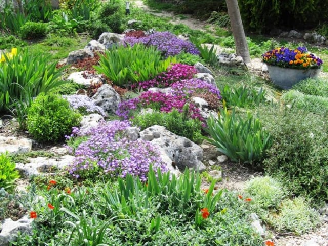 moderne-jardin-de-rocaille-plantes-vivaces