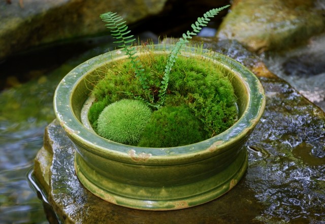 atmosphère-naturelle-jardin-zen-arrangement-mousse-fougère