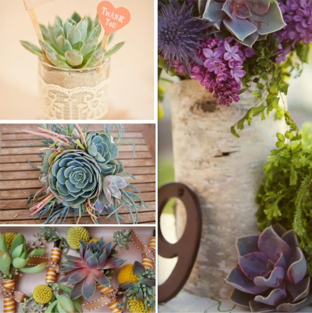 décoration-nombre-table-mariage-plantes-succulentes