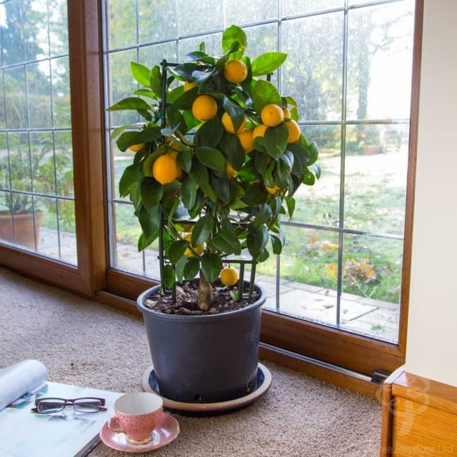 oasis-domicile-plantes-intérieur-citron-arbre plantes d'intérieur