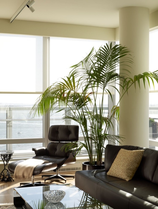 oasis-domicile-plantes-intérieur-palmier-salon-exotique plantes d'intérieur