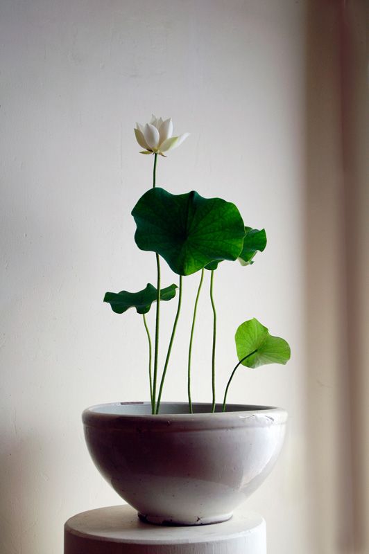 oasis-domicile-plantes-intérieur-lotus-tendre-jardinière