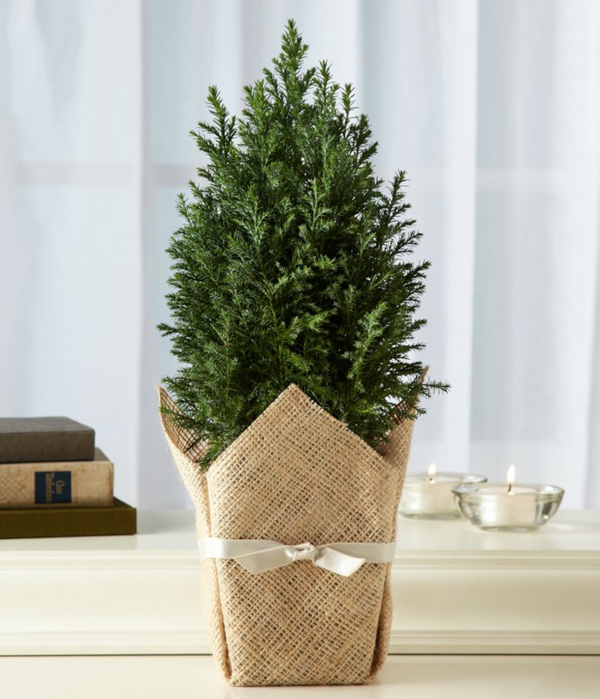 sapin-Noël-pot-décoration-maison-jardin-décoration-simple-ruban-sac-jute sapin de Noël en pot 